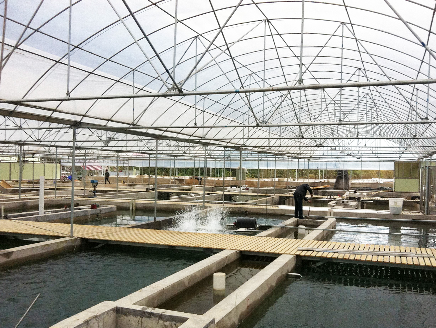 冬棚養蝦主要養殖要點總結